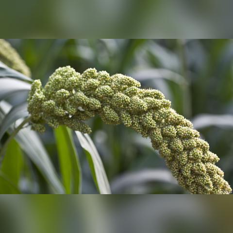 谷孑最新价格走势及分析